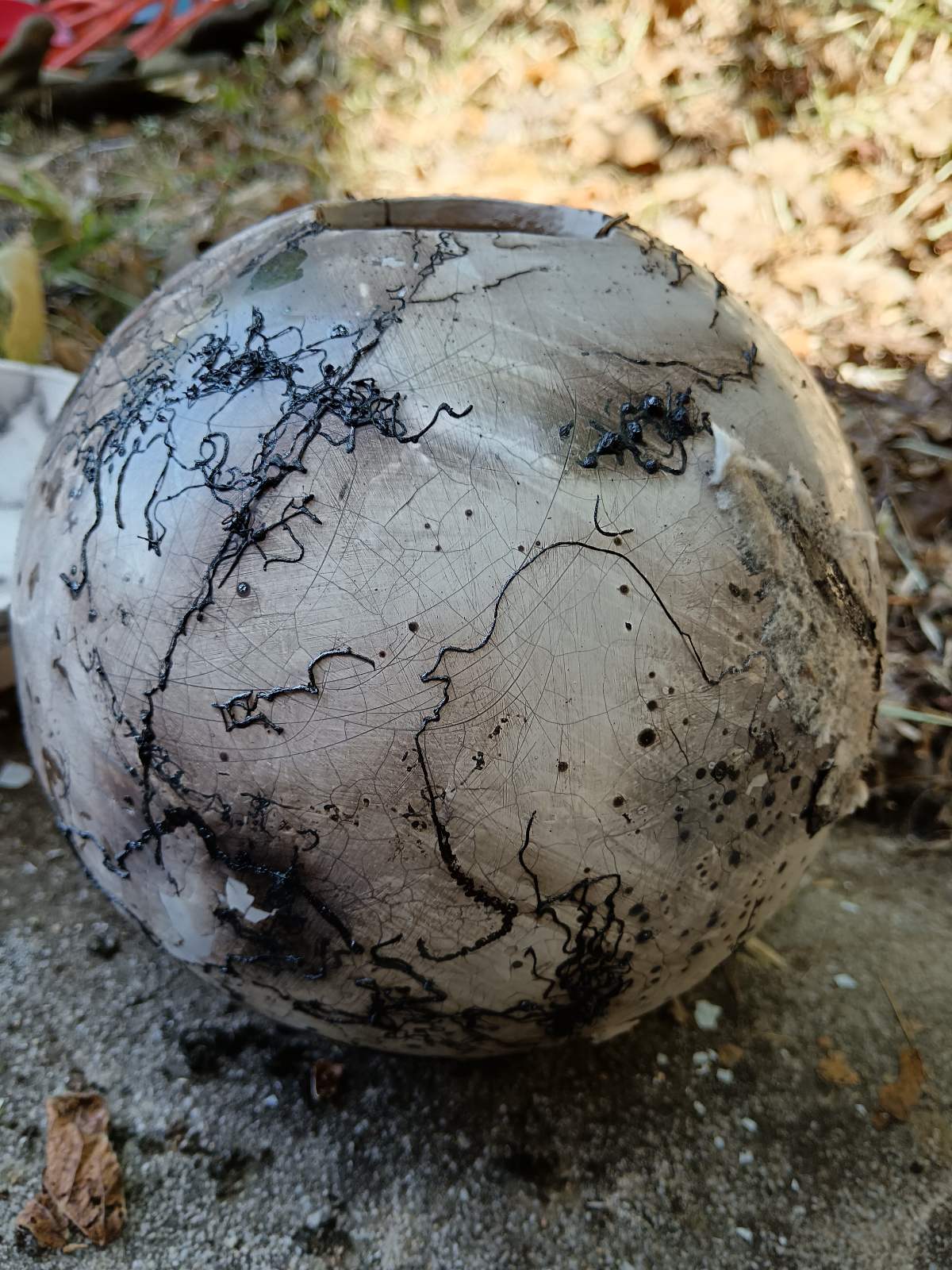 viber_slika_2025-06-24_07-46-58-647